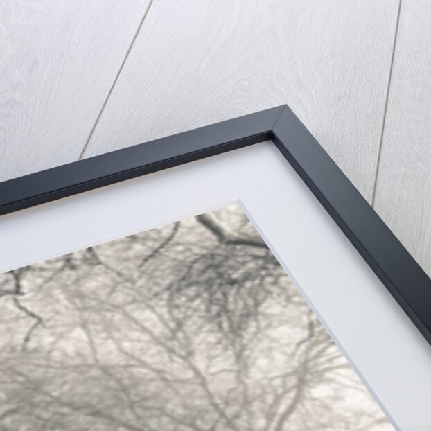 Pathway through trees by Assaf Frank